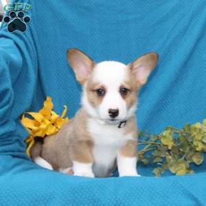 Diego, Pembroke Welsh Corgi Puppy